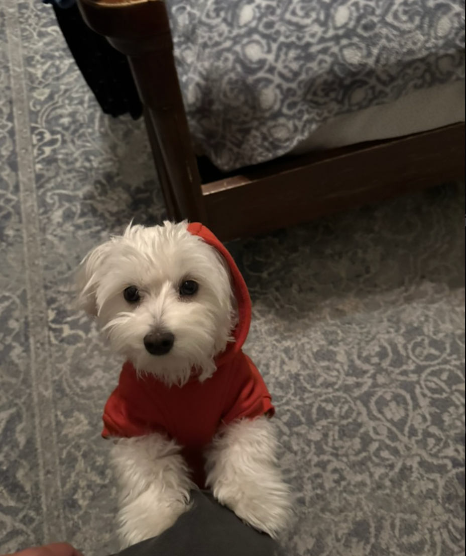 Bonnie wearing a red hood indoors