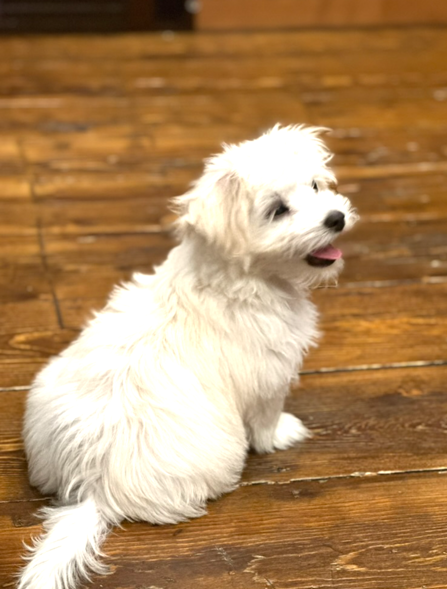 Bonnie as a Maltese puppy (2 months old)